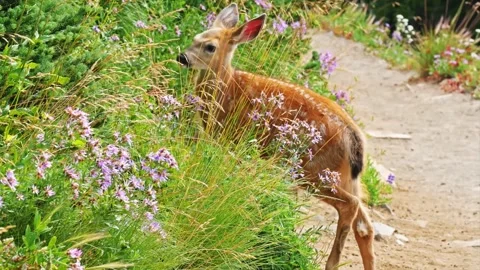 Young Deer Foraging in Wildflowers, Mount Fremont Lookout Trail, Mount Rainier Vídeo Stock 332084655