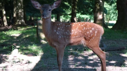 Young deer in a forest in the closeup Stock Footage 112115261