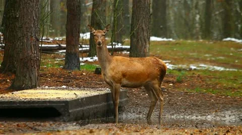 Young deer in a forest. escapes. Stock Footage