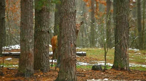 Young deer in a forest. Stock Footage 12445892