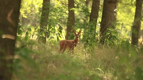 Young deer in forest Stock Footage 166511740
