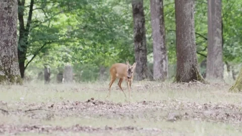 Young deer in forest Stock Footage 246274238