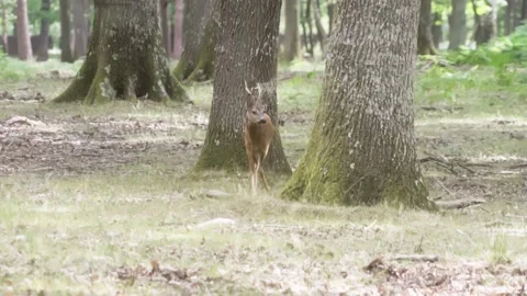 Young deer in forest Stock Footage 246274376