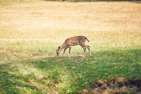 Young deer in the forest Stock Photos