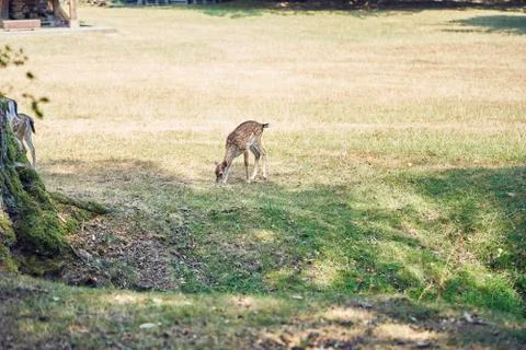 Young deer in the forest Stock Photos