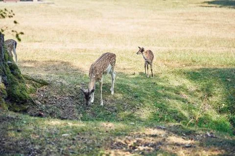 Young deer in the forest Stock Photos