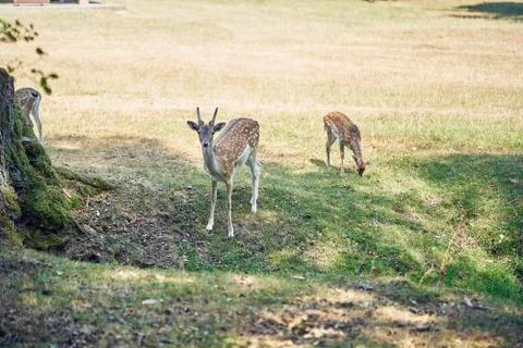 Young deer in the forest Stock Photos