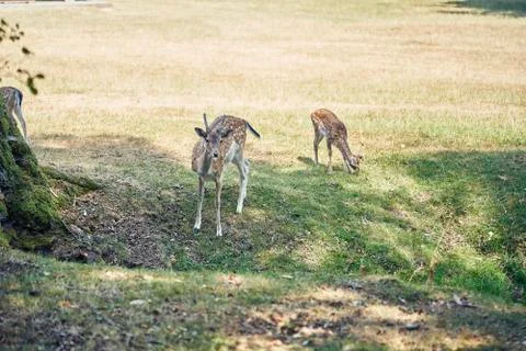 Young deer in the forest Stock Photos