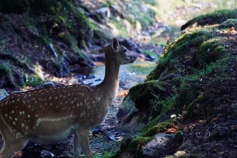 Young deer in the forest Stock Photos