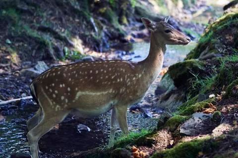 Young deer in the forest Stock Photos