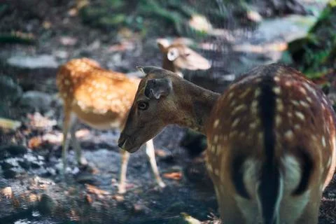 Young deer in the forest Stock Photos