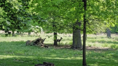 Young deer in the forest turns in alert walks ahead Stock Footage 134400467