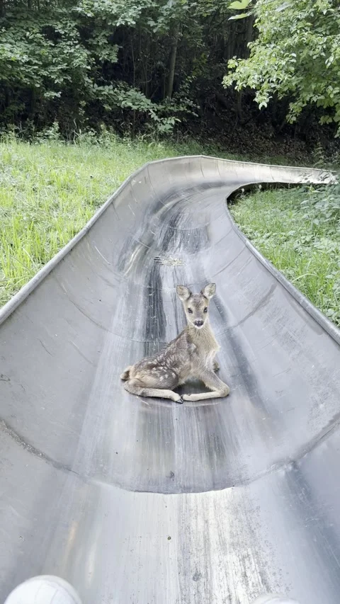 Young Deer Gets Stuck on on Bobsled Track, Kutna Hora, Czech Republic - 13 Jun 2 Stock Footage 337593187