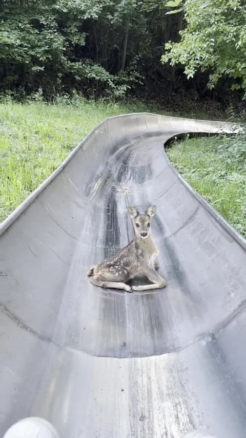 Young Deer Gets Stuck on on Bobsled Track, Kutna Hora, Czech Republic - 13 Jun 2 Stock Footage 337594510