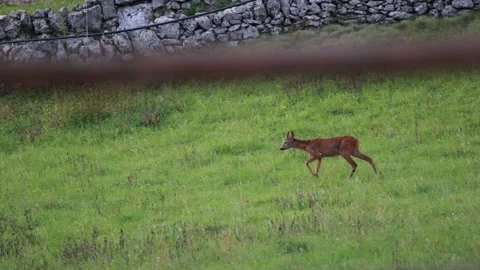 A young deer on the grass green Stock Footage 317995715