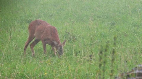 A young deer on the grass green 스톡 동영상 320406270
