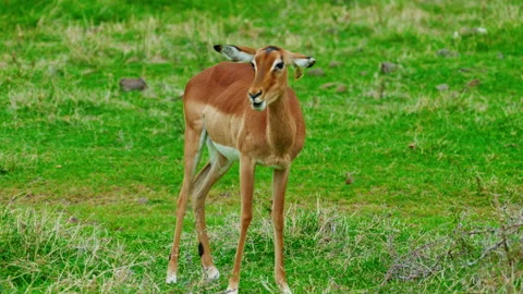 Young deer graze on a green meadow Stock Footage 342993317