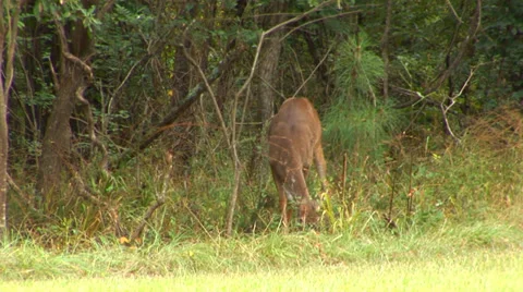 Young Deer Grazes Stock Footage 33604040