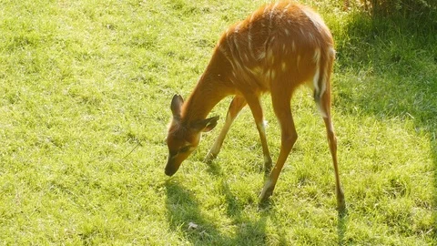 A young deer grazes on grass Stock Footage 77243673