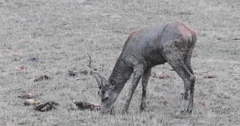 A young deer grazes the grass Stockbeeldmateriaal 162394941