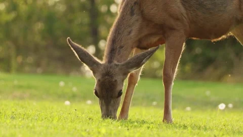A young deer grazes on some grass Stock Footage 285689529
