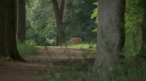 Young Deer Grazing 스톡 동영상 53403724