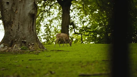 Young Deer Grazing Grass In Forest Stock Footage 156850906