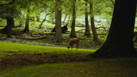 Young Deer Grazing Grass In Forest Stock Footage 156852163