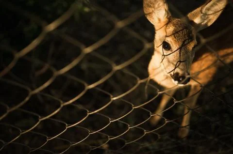 Young deer on the grid Stock Photos