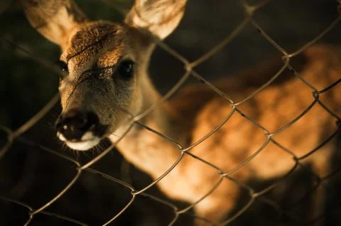 Young deer on the grid Stock Photos