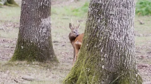 Young deer grooming Stock Footage 246274765