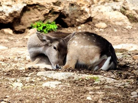 Young deer on the ground Stockfoto's