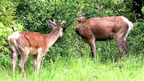 Young deer in a herd of deer. Stock Footage 131727982