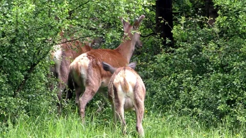 Young deer in a herd of deer. Stock Footage 131735041