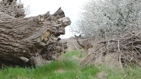 Young deer hideing among fallen tree and with hawthorn in the background Stock Footage 152913203