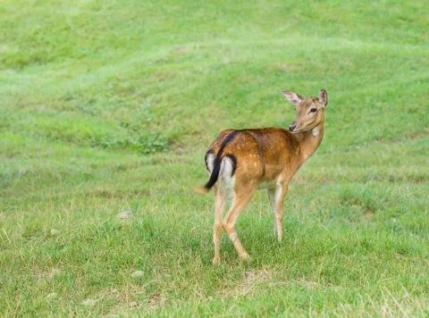 Young deer hind looking Foto stock