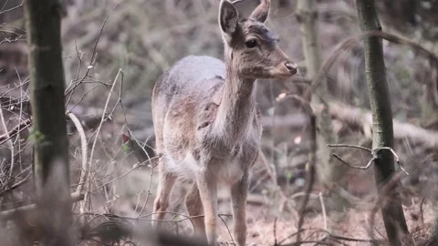 Young deer inside the forest Stock Footage