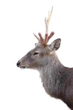 Young deer isolated on a white background. Stock Photos