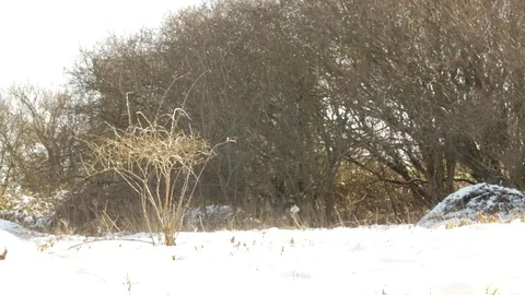 Young deer Jumping in Winter Landscape With the Sound of Distant Gunshots Stock Footage 73330674
