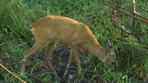 Young Deer Kid Eating Grass in a Wild Forest Meadow Stock Footage 268725053