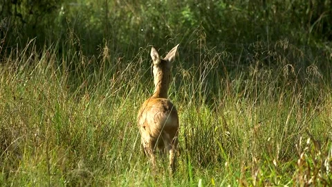 Young Deer Kid Stands for a Long Time in a Wild Forest Meadow Stock Footage 268724951