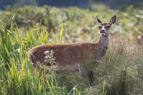 Young deer in the long grass Fotos Stock