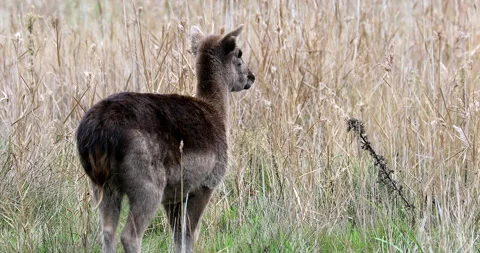 Young Deer Looking Around Stock-Footage 228444744