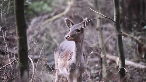 A young deer looking around into the woods Stock Footage