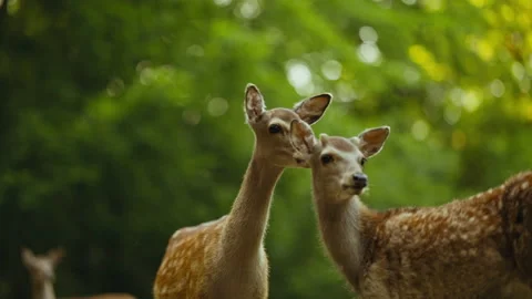 Young Deer Looking Away As Another Deer Joins In Stock Footage 156852063