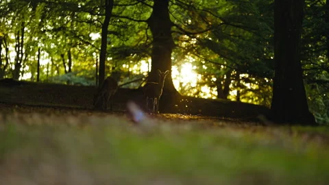 Young Deer Looking At Camera In Sunlit Forest At Dawn Stock Footage 156852424