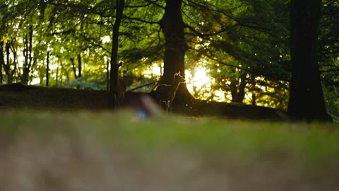 Young Deer Looking At Camera In Sunlit Forest At Dawn Stock Footage 156852514