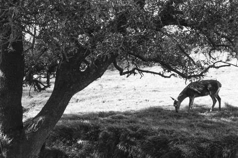 Young deer looking at the camera while eating grass Stock Photos