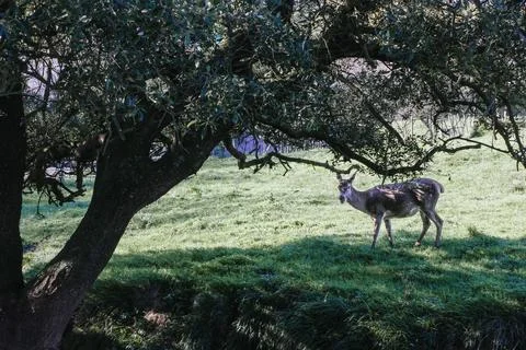 Young deer looking at the camera while eating grass Stock Photos