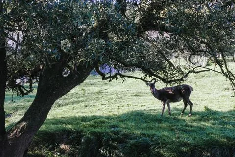 Young deer looking at the camera while eating grass Stock Photos